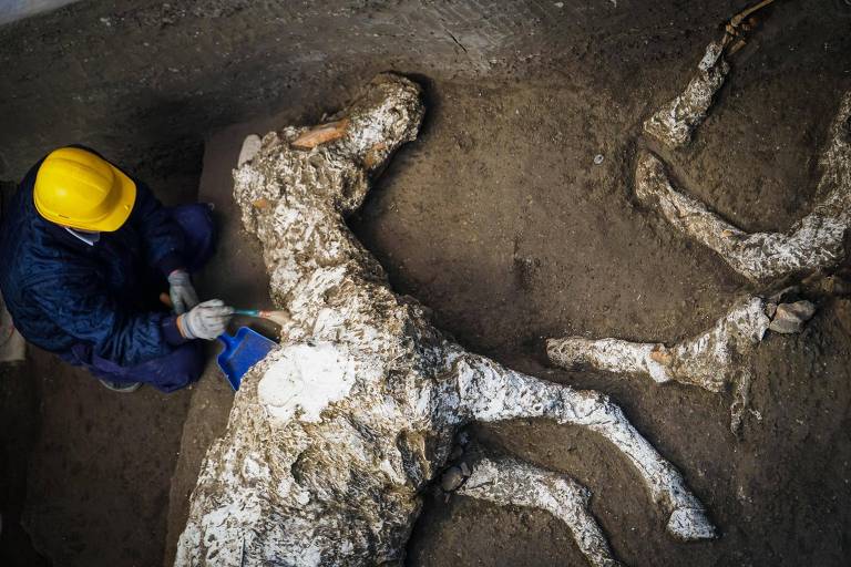 Arqueólogos trabalham nos restos de cavalos encontrados