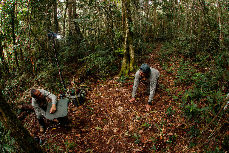 Pesquisadores testam armadilha