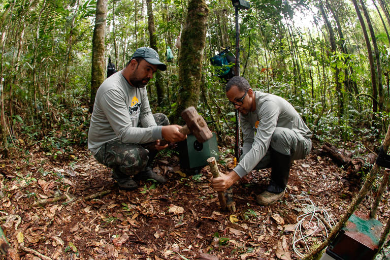 Pesquisadores instalam armadilha