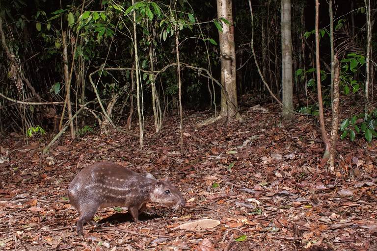 Animais capturados por armadilha fotográfica na Reserva Natural Vale, de mata atlântica, no Espírito Santo
