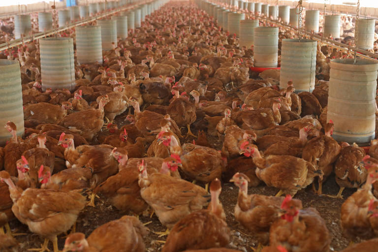 Indústria de frango no Brasil vê corte na produção por efeito do coronavírus