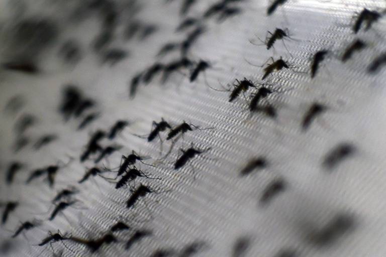 Surto de dengue é o pior em uma década no DF e em cinco estados