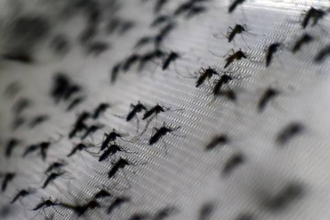 Surto de dengue é o pior da década no DF e em cinco estados