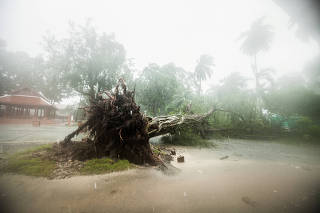 A fallen tree is seen as tropical storm Pabuk approaches the southern province of Nakhon Si Thammarat