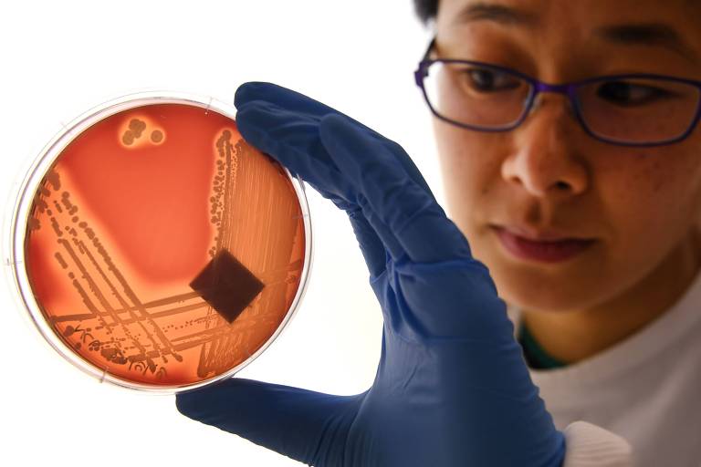 Pesquisadora examina placa de Petri contendo a bactéria Staphylococcus epidermidis; algumas bactérias já não podem ser controladas com nenhuma droga presente no mercado
