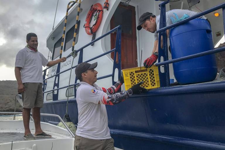 Os bichos chegaram de navio; originais da ilha Seymour Norte, elas foram introduzidas na ilha Santiago 