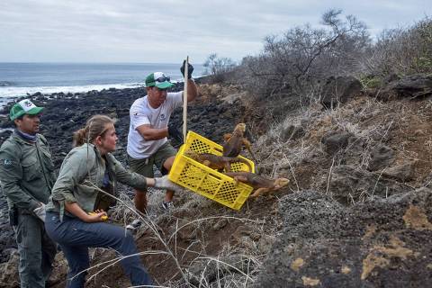 CORRECTION - This handout photo released by the Galapagos National Park shows a group of 1,436 iguanas of the subspecies Conolophus subcristatus, from Seymour Norte island, being introduced to Santiago island as part of a conservation program in the Galapagos Islands, on January 7, 2019. (Photo by HO / GALAPAGOS NATIONAL PARK / AFP) / RESTRICTED TO EDITORIAL USE-MANDATORY CREDIT 