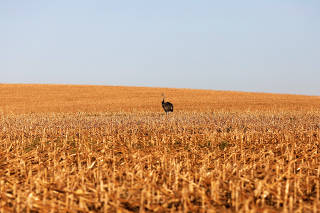 An ostrich stands in a field of second corn (winter corn) after near Lucas do Rio Verde in the Mato Grosso