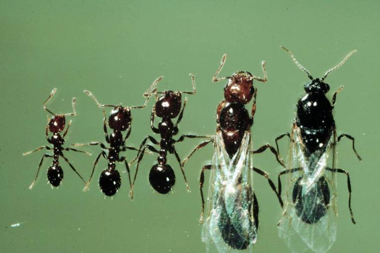 Formigas saúvas: três operárias, a rainha e o macho