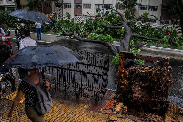Chuva forte derruba árvore de grande porte na avenida 9 de Julho e interdita os dois sentidos da pista