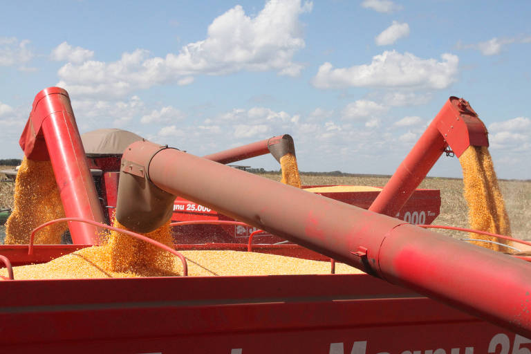 Colheita de milho em fazenda em Brasnorte (MT)