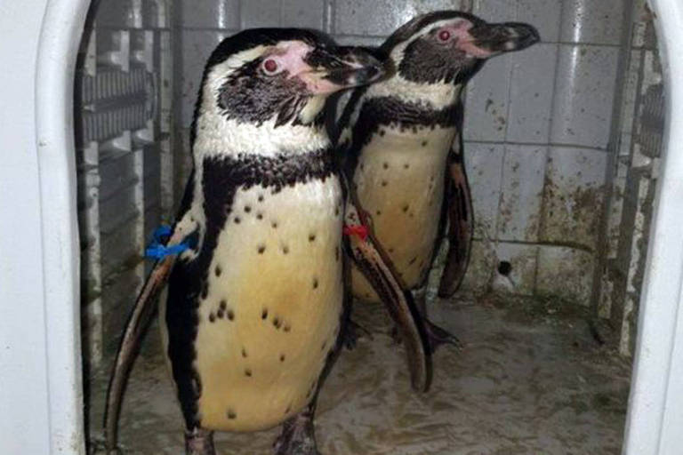 O par de pinguins Humboldt haviam desaparecido em novembro e muitos já haviam perdido a esperança de que fossem encontrados