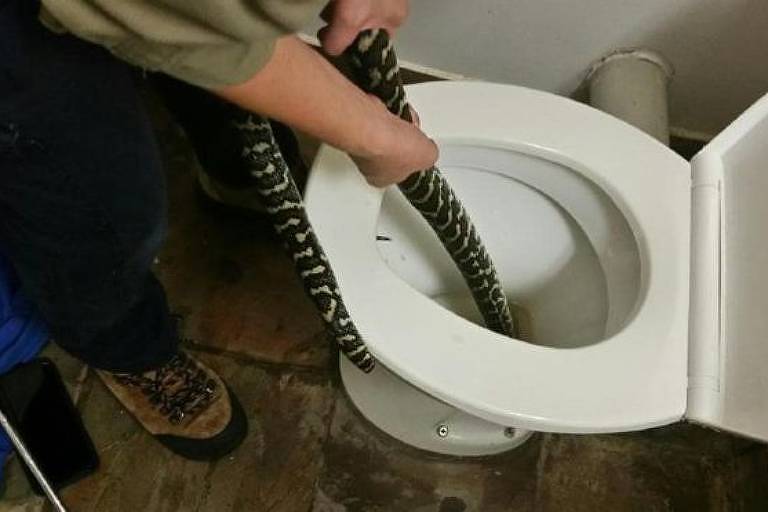 Uma tratadora profissional de cobras foi chamada para retirar a píton-carpete de 1,5 metros do vaso