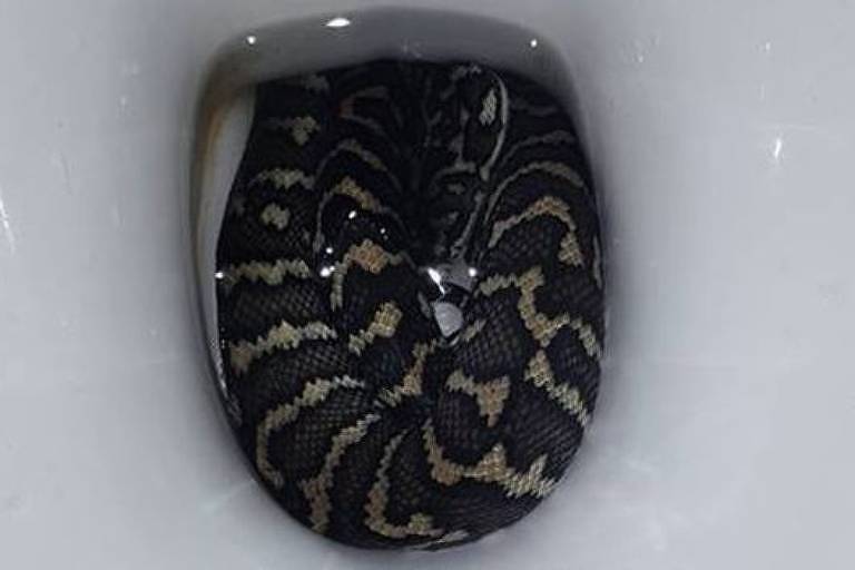 A cobra pode ter entrado no vaso sanitário à procura de água por causa do calor, diz a tratadora