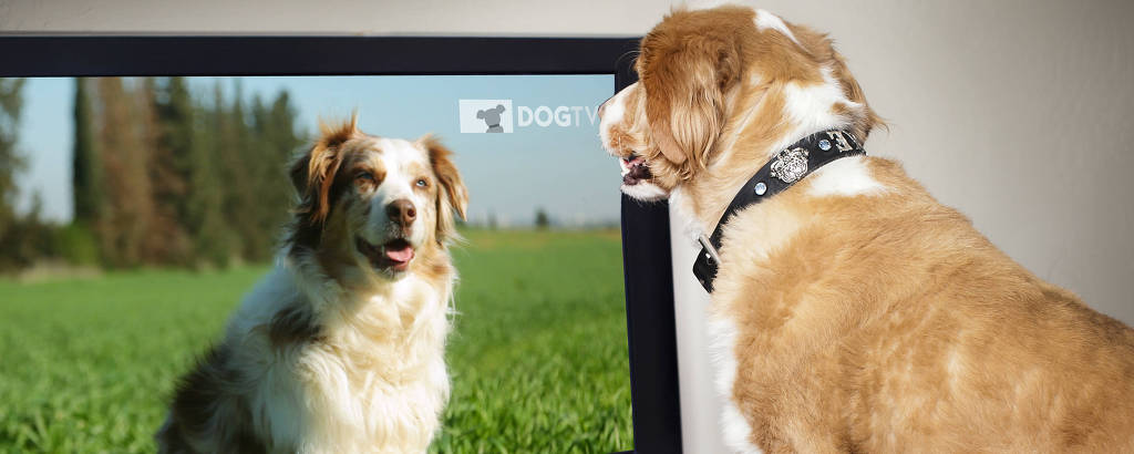 Cachorro assiste à DogTV