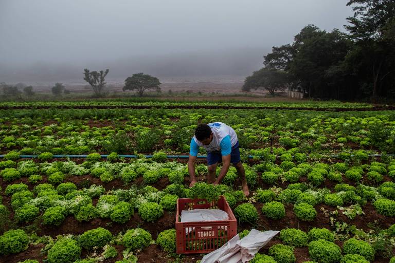 Agricultor retira alfaces da região da Horta, em Brumadinho (MG)
