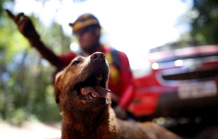 Cachorro participa das buscas por vítimas após rompimento de barragem em Brumadinho