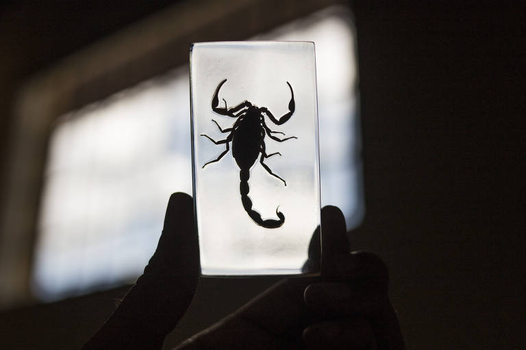 Espécime de escorpião emblocado em resina; material é usado para apresentar o bicho para a população