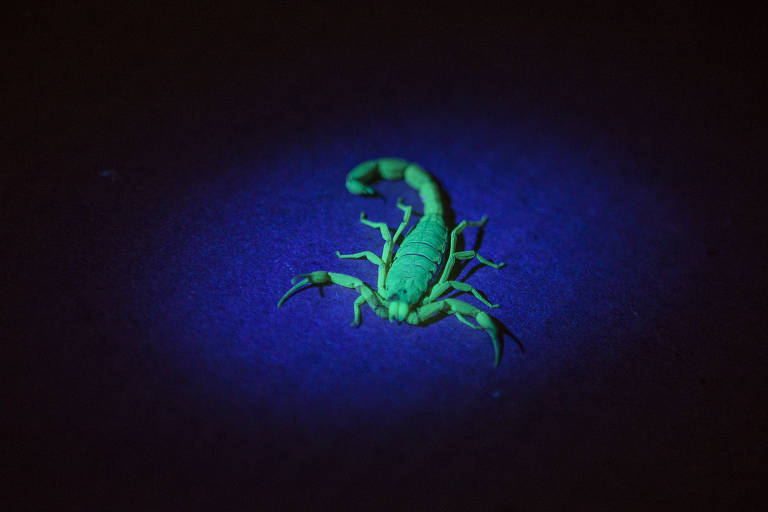 Os animais adultos apresentam essa cor fluorescente quando iluminados com a luz UV; filhotes, por outro lado, mesmo assim permanecem "invisíveis" no escuro.