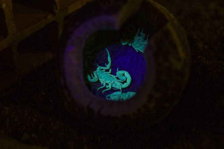 Alguns escorpiões se reproduzem por partenogênese, ou seja, fêmeas dão origem a outras fêmeas, sem auxílio de machos; os aracnídeos podem rapidamente povoar uma região a partir de um único indivíduo