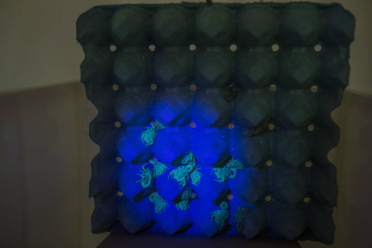 O transporte de animais vivos é feito com pedaços de papelão e embalagens de ovos; os animais podem ficar até um ano sem se alimentar, mas não vivem muito tempo sem uma fonte de água próxima