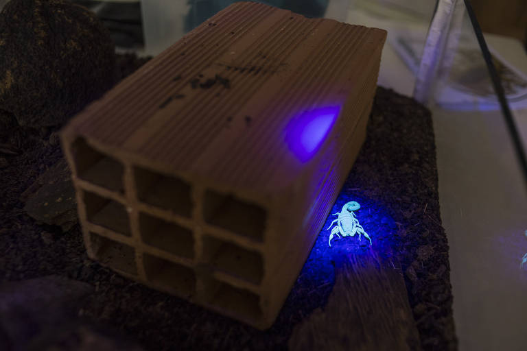 Uma forma utilizada para encontrar os bichos durante a noite, quando dão as caras, é a iluminação com luz ultravioleta (UV)