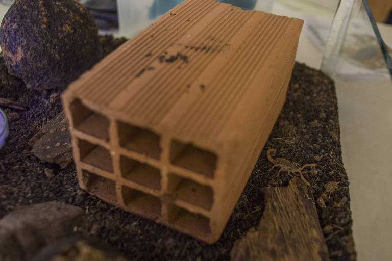 Entre os locais preferidos de refúgios de escorpiões está o entulho, como aquele formado por material de construção e pedaços de madeira, onde os bichos, de hábitos noturnos repousam durante o dia