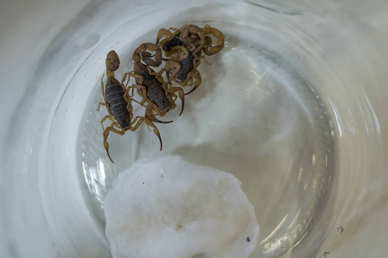 Os escorpiões são capazes de escalar superfícies rugosas, como tecidos e paredes. Recomenda-se usar potes lisos de plástico ou de vidro para transportá-los, para que não consigam subir. Para mantê-los vivos, convém deixar um algodão embebido em água e furar a tampa