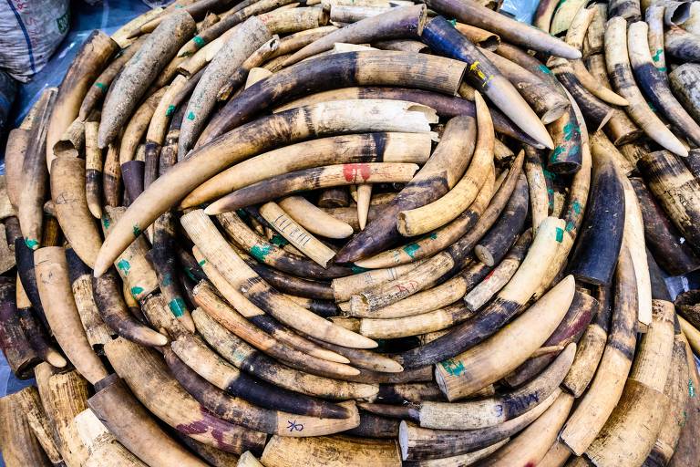 Milhares de presas de marfim recuperadas do tráfico em Hong Kong, em 2019. A Ásia é um dos principais destinos dos produtos traficados