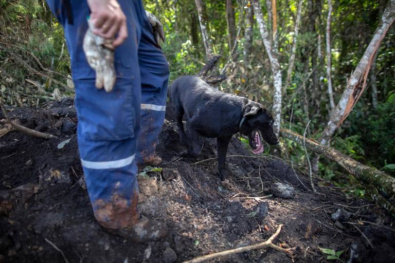 Bravo, cachorro da equipe de bomberos de Santa Catarina ajuda a procurar vítimas em Brumadinho