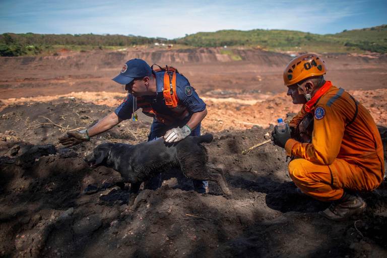 Cachorro ajuda bombeirs de Santa Catarina  e de Minas Gerais a procurar vítimas na região do Córrego do Feijão, em Brumadinho