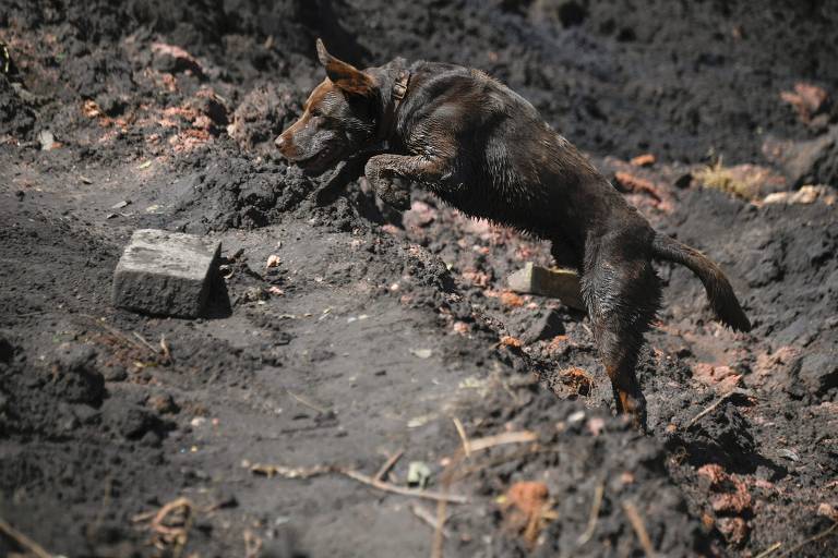 Chewbacca, cachorro dos bombeiros de Santa Catarina ajuda nas buscas por vítimas em Brumadinho