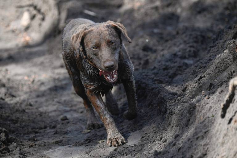 Chewbacca, cachorro dos bombeiros de Santa Catarina ajuda nas buscas por vítimas em Brumadinho