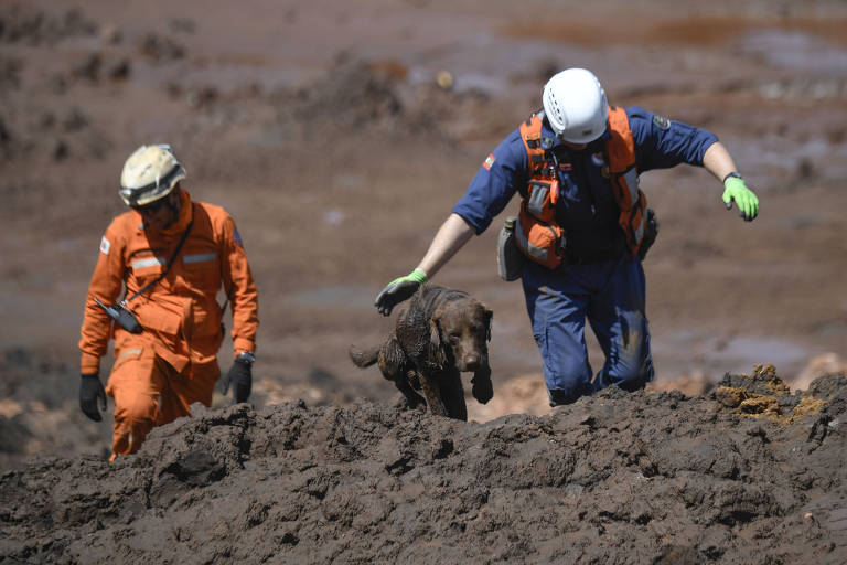 Chewbacca, cachorro dos bombeiros de SC auxilia nas buscas em Minas