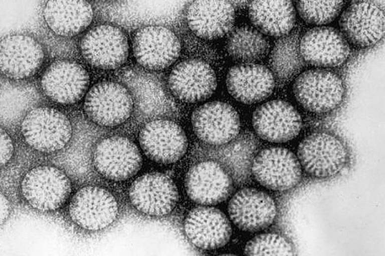 Imagem de microscopia eletrônica de rotavírus, que causa inflamação do estômago e dos intestinos