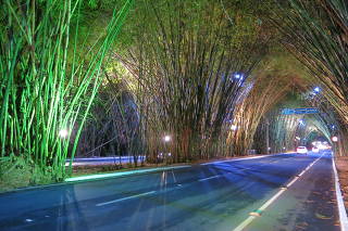 Túnel de bambuzal na entrada Aeroporto de Salvador (BA)