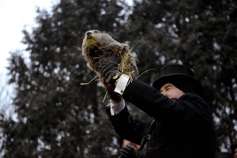 A marmota conhecida como Phil é mostrada em Punxsutawney, na Pensilvânia, nos EUA