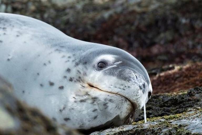 Foto de arquivo mostra foca-leopardo, a mesma espécie que teria ingerido o pendrive descoberto na Nova Zelândia