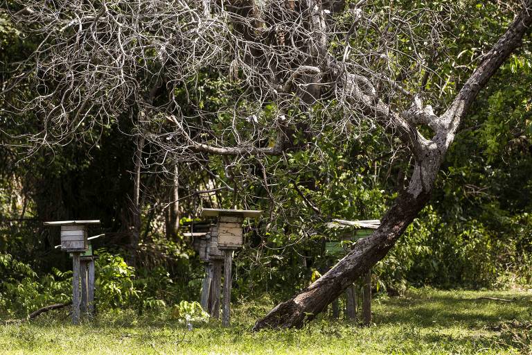 Produtor local de mel, em fazenda próxima à praia de Alter do Chão, localizada no município de Santarém