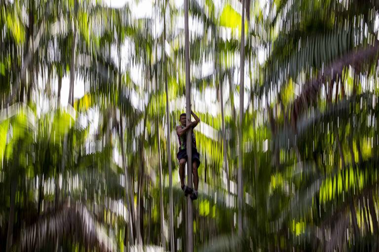 Produtor local de açaí demonstra como colhe a fruta