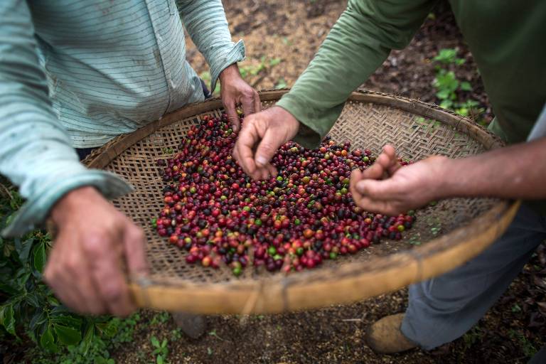 Produtores conferem grãos de café em Dores do Rio Preto, Espírito Santo