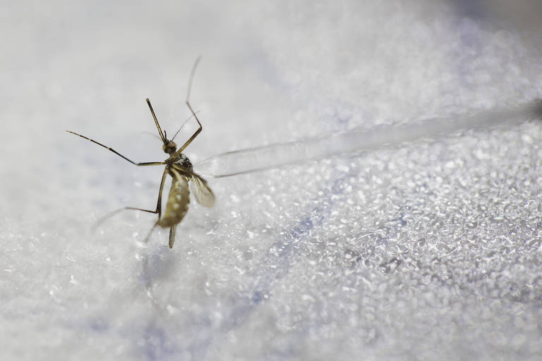 Infecção por dengue pode proteger contra zika, diz estudo