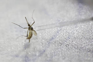 Mosquito aedes aegypti recebe injeção em laboratório