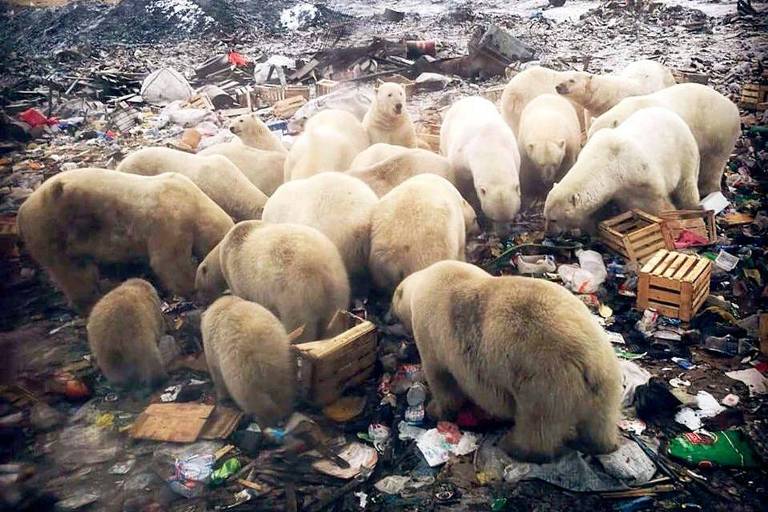 Em Belushya Guba, 52 ursos polares foram contados, procurando comida em lixões locais