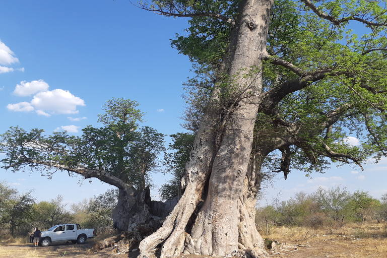 carro ao pé de árvore gigantesca na Namíbia