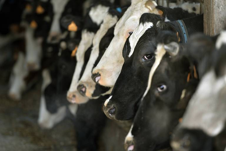 Vacas leiteiras na França; taxa de antidumping de 14,8% da União Europeia foi retirada