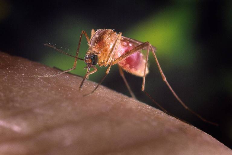 Ministério da Saúde confirma segundo caso de febre do Nilo no país