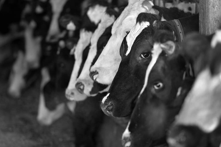 Vacas em fazenda na França 