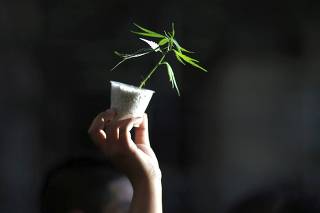 Woman holds up a cannabis plant during a demonstration in support of the legalization of marijuana in Buenos Aires