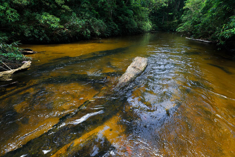 Rios Limpos De S O Paulo Fotografia Folha De S Paulo